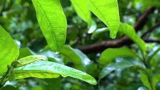 Relaxing Rain Music 30 SecondslRainy Day Status Video Download| RainBackground Music 30 Seconds|