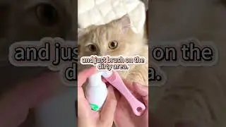 This Silicone Scrubber to remove cat&rsquo;s acne with ease! 🐈💫#kittens #catlover