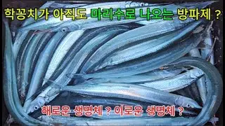 학꽁치 마리수 잡는 방파제 ? 호래기를 찾아서 ㅋㅋ