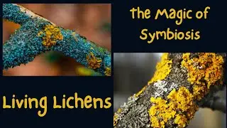 Lichens: Exploring Earth&rsquo;s Tiny Ecosystem Engineers / CURI-AWE-CITY