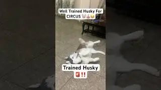 Husky TRAINED for CIRCUS😂🚨 #siberianhusky #cutedog #cutenessoverload