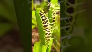The most wonderful plant in the world -Charles Darwin #venus #flytrap #carnivorousplant #plants