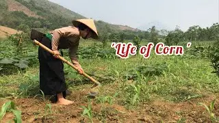 Vietnamese people grow corn and Vietnam Food