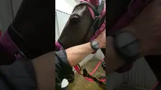 p&auml;iv&auml;n pelastaja Irmeli #hevonen #hevoset #horse #irmeli #heppatopi