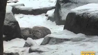 Young Cats Enjoy the Snow at Brookfield Zoo