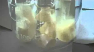 Digestion of protein (egg white)