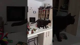Это нано технологии!#котвдомехозяин #котикиспасутмир