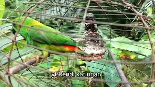 Suara panggil serindit pas buat pancingan serindit yang jarang berbunyi