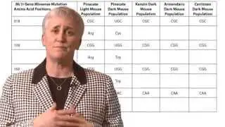 HHMI Educator Tips&mdash;Rock Pocket Mouse Resources