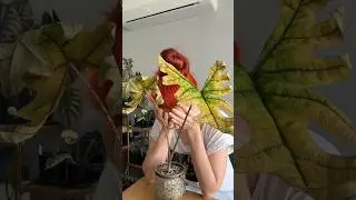 the update nobody (I mean me) wanted. #plantparenthood #alocasia #alocasiajacklyn #indoorplants