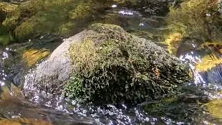 River Plym, ASMR