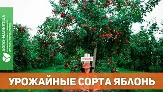 УРОЖАЙНЫЕ СОРТА ЯБЛОНЬ. яблоня ред чиф и другие | Agro-Market.ua