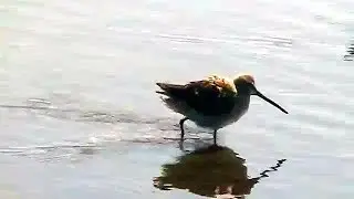 The dowitchers are back on Piper Spit!