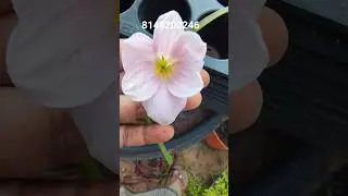 Big mother bulbs of the flowers are available for sale.#subscribe #garden #support #sale #bulbs.