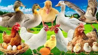 Cute Farm Animals: A compilation of Chicken and Duck sounds | Animal Video