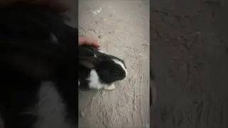 My little baby  bunny is no more 💔🐇You were small, but the love you gave was endless.🥹