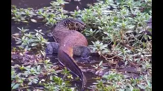 Nile Monitor hunting frogs. africamLIVE. 12 April 2023