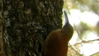 Great Rufous Woodcreeper
