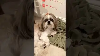 Sweetest Shih Tzu ❤️😍❤️ Lacey dog is very cute ❤️🥰❤️ #shorts #shihtzu