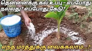 தென்னைக்கு கல் உப்பு வைக்கும் முறை | coconut kalluppu in tamil |thennai kallu uppu #thennaivivasayam