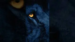 Lion's Eyes Glow In The Dark 👀 #science #animal #eyes