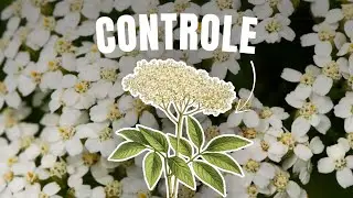 SAMBUCUS: o floral que RESTAURA O CONTROLE e EQUILIBRA O SISTEMA NERVOSO - 