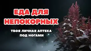 Амарант: хлеб бессмертия под ногами, как &laquo;золотой сорняк&raquo; взламывает систему старения.