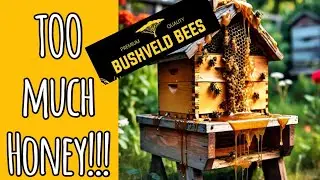 Too much honey in this hive! Full Bee Hive service on a 