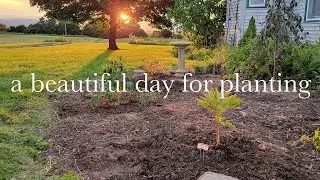 Planting Peonies and Nepeta in my Zone 5 Garden