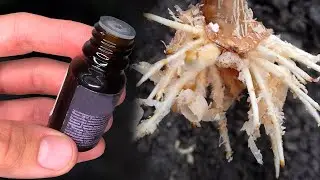 1 Капля! Черенки Пускают Корни Без Остановки! Стимулятор Роста Своими Руками!