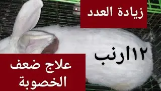 علاج ضعف الخصوبة وزيادة عدد الخلفات والسر وراء هذه المشكلة وحلها نهائيا 👍👍👍👍👍👍👍💯💯