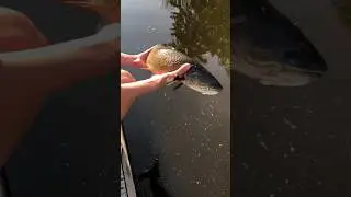 Catching A GIANT Canadian Bowfin