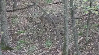 Shooting a 160 in buck at 5 yards