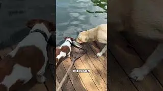 Les chiens veulent sauver le poisson 🐶🐟