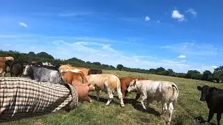 Cattle getting Short on Grass , Combine Out