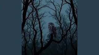 To Be Scared By An Owl