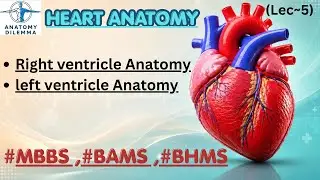 | Right and left ventricle anatomy | cardiovascular system | BAMS anatomy | anatomy dilemma|