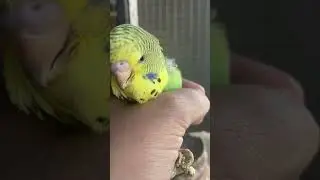 Australian bird #music #bird #shorts #shortsvideo #cutiebird #birdss #dance