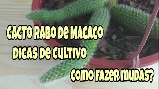 Cacto Rabo de Macaco - Propagação e dicas de cultivo