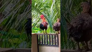 Country Cock Making Big Sound - Rooster Crowing