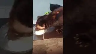 cara bikin gemuk musang ?