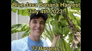 72 Blue Java Bananas Harvested on July 4th 2023!