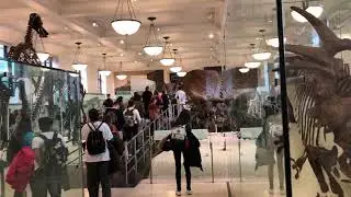 The American Museum of Natural History , DINOSAURS , Paleontology , Evolution #nyc #usa #museum #art