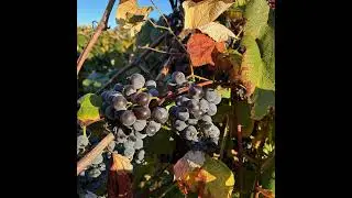 Between The Vines S5E12: Drought-like conditions and SLF spottings