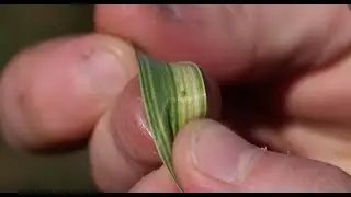 Russian Wheat Aphid Thresholds