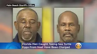 Florida Men Accused Of Poaching Sea Turtle Eggs