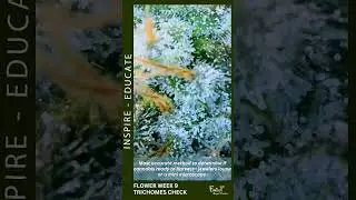 Trichomes City ❄️❄️❄️ Week 9 - Trichomes Check