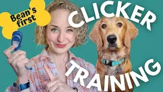 Clicker Training a Golden Irish Puppy (Dog Training with a Golden Retriever/Irish Setter Mix)