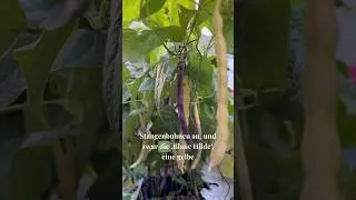 Bohnen anbauen 🫘 #gem&uuml;segarten #g&auml;rtnern #gartentipps #regional #bohnen #beans #gartenliebe #tipps