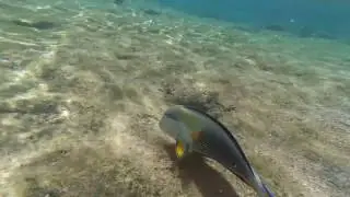 Рыба-хурург (лат. Paracanthurus hepatus) у берега